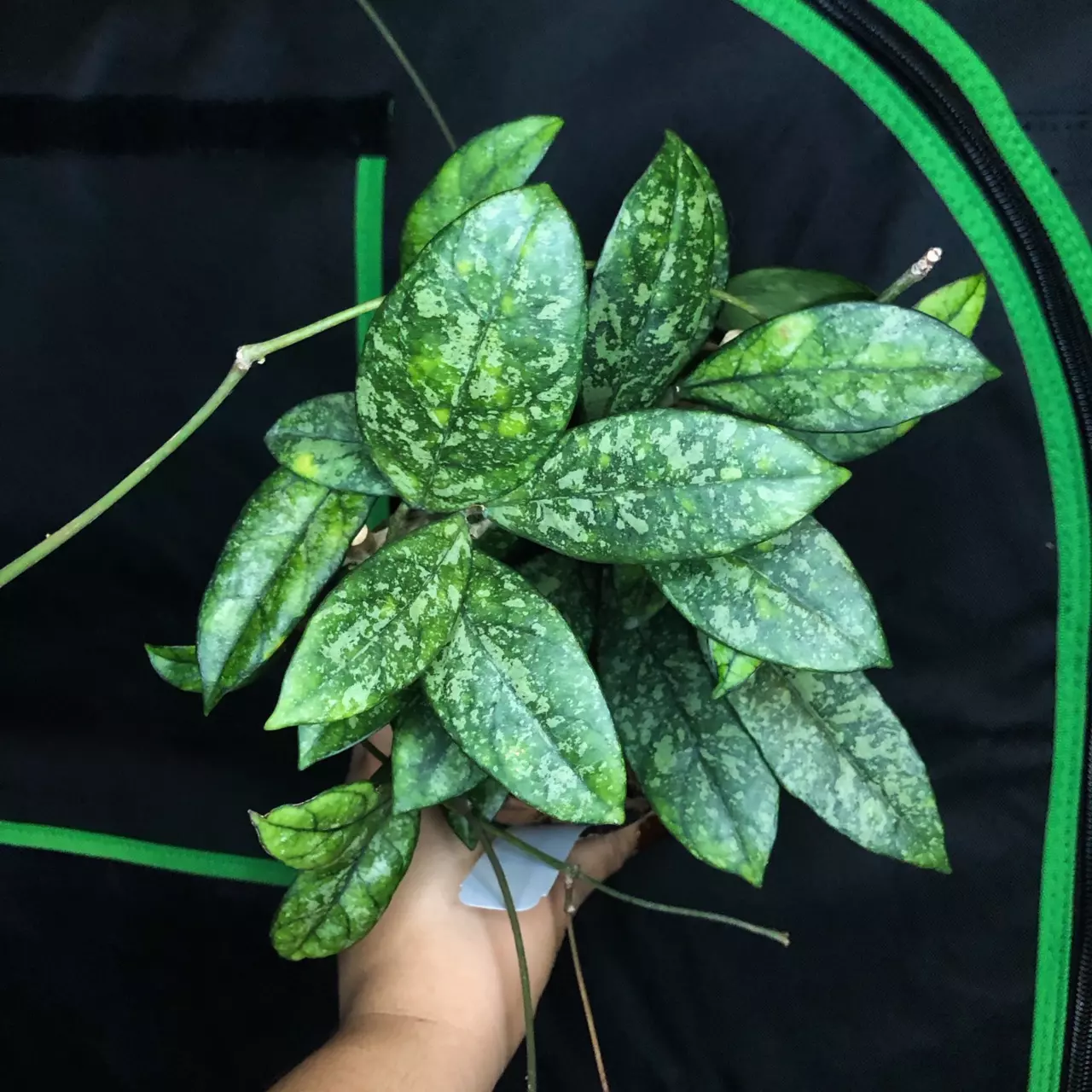 plant/GC Hoya Crassipetiolata ‘Super Splash’-0