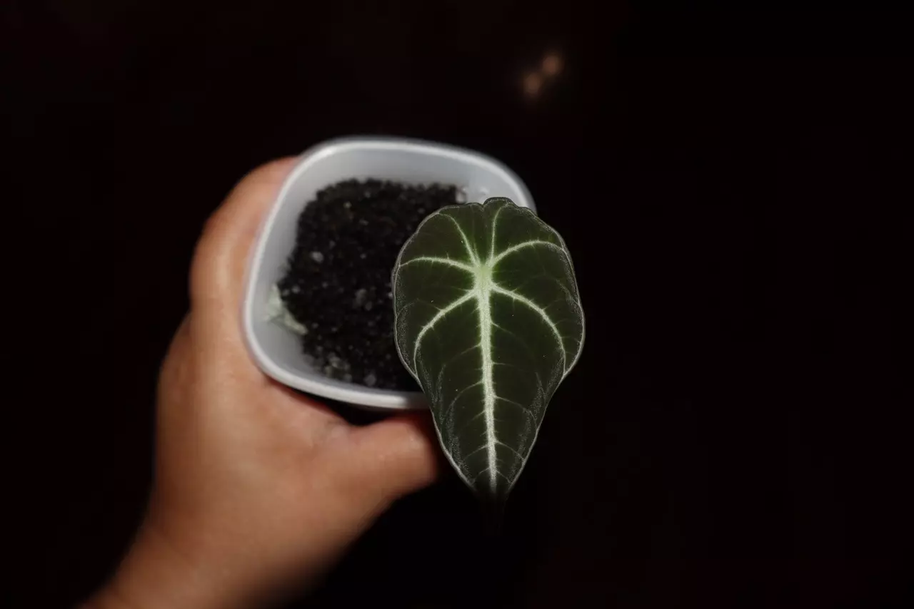 plant/Alocasia Black Velvet Gold-1