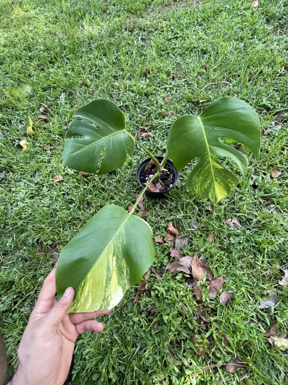 plant/Monstera aurea SF-1