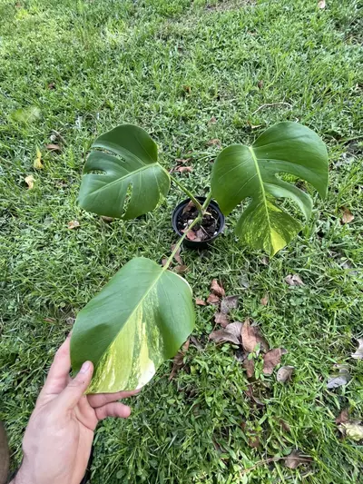 plant/Monstera aurea SF-1-thumbnail