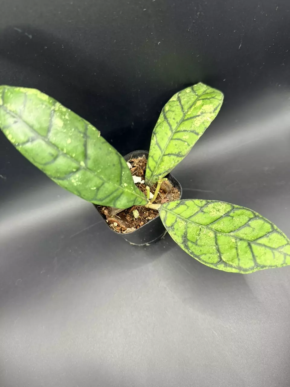 plant/Hoya Black Cat #307-0