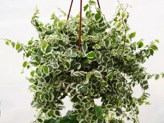 plant/Variegated Ficus Pumila (Variegated Creeping Fig) starter plant growers choice-0