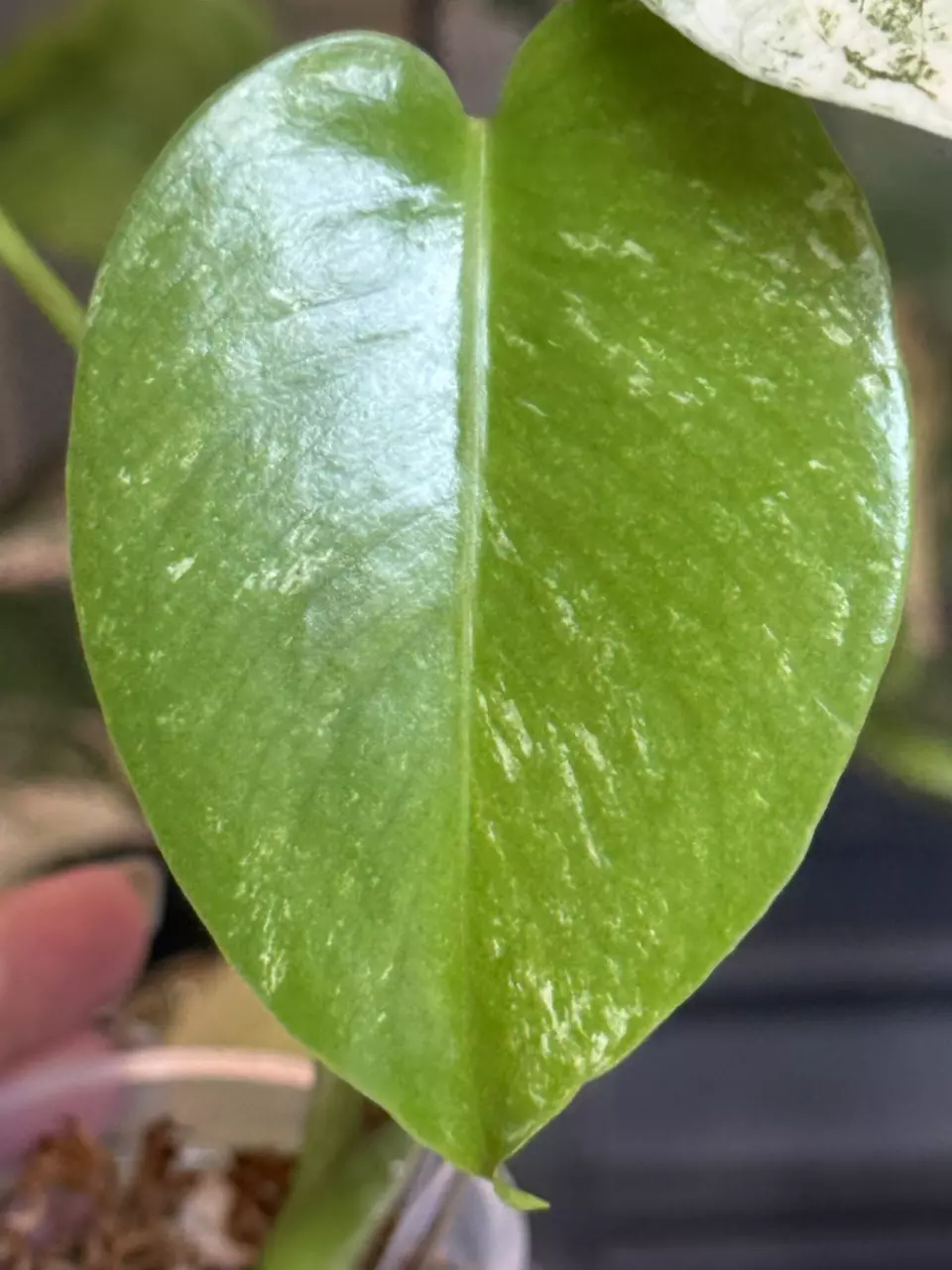 plant/🌿MONSTERA SILVER STAR-6