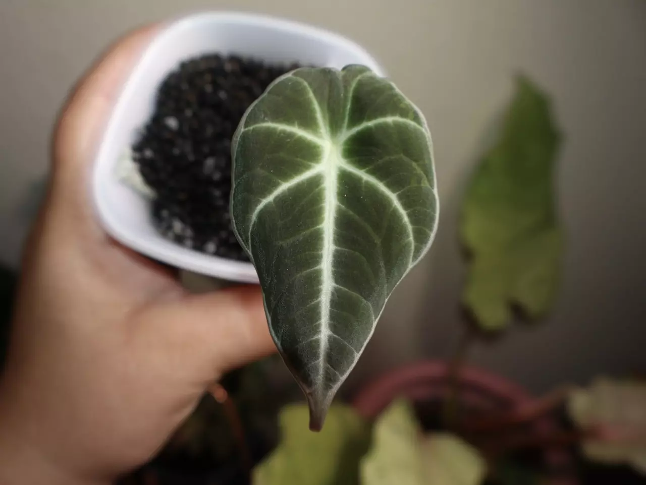 plant/Alocasia Black Velvet Gold-0