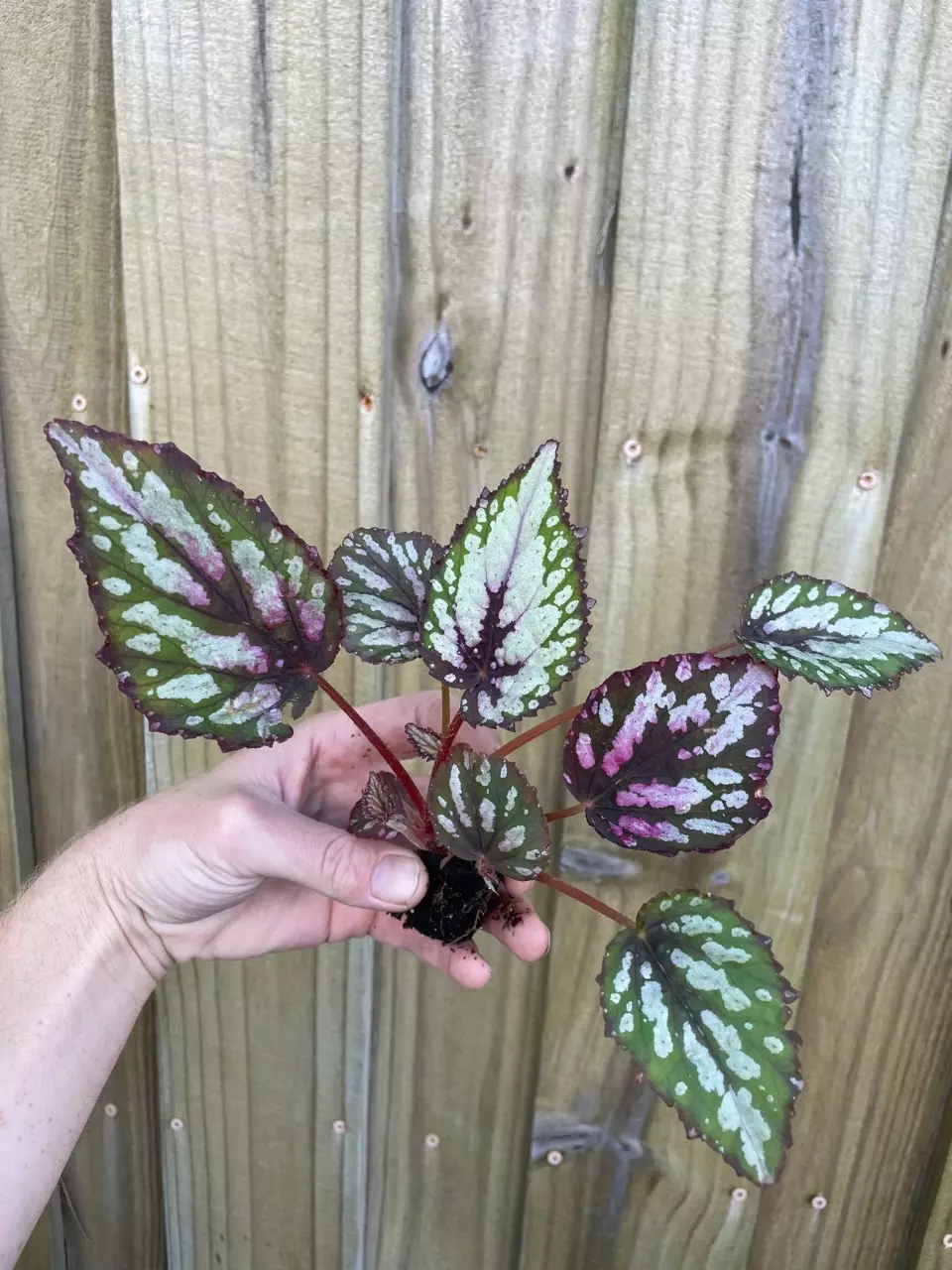 plant/Begonia Rex Salsa starter plant growers choice-1
