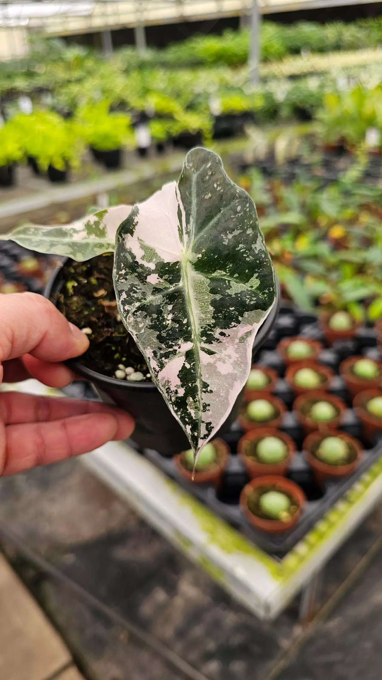 plant/Alocasia Polly Pink 4in-0