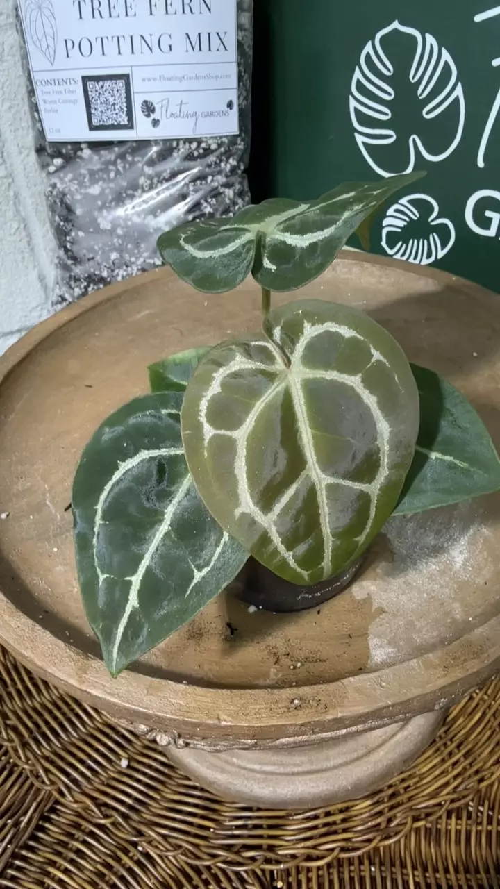 plant/A. Michelle x (Tim Anderson Black x Villenaorum)-5