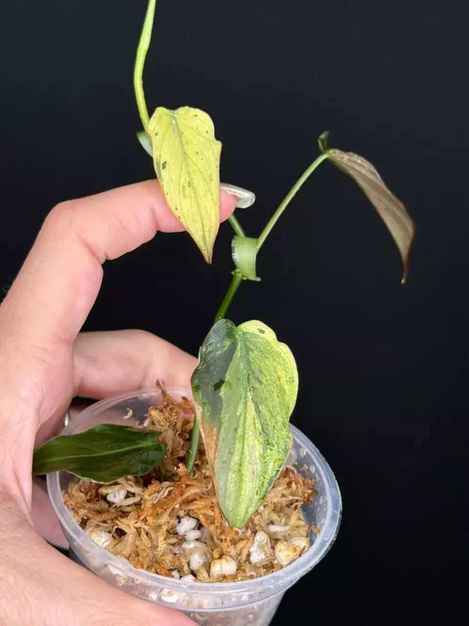 plant/Philodendron Micans Mint-5