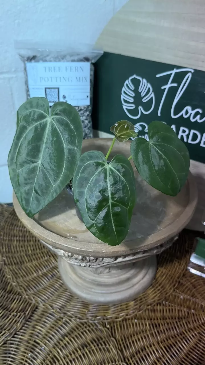 plant/A. KD NOID The Dale x (Crystal x Forgettii)-7