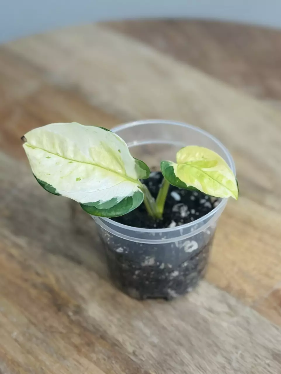 plant/Epipremnum Aureum ‘Japanese Global Pothos’-0