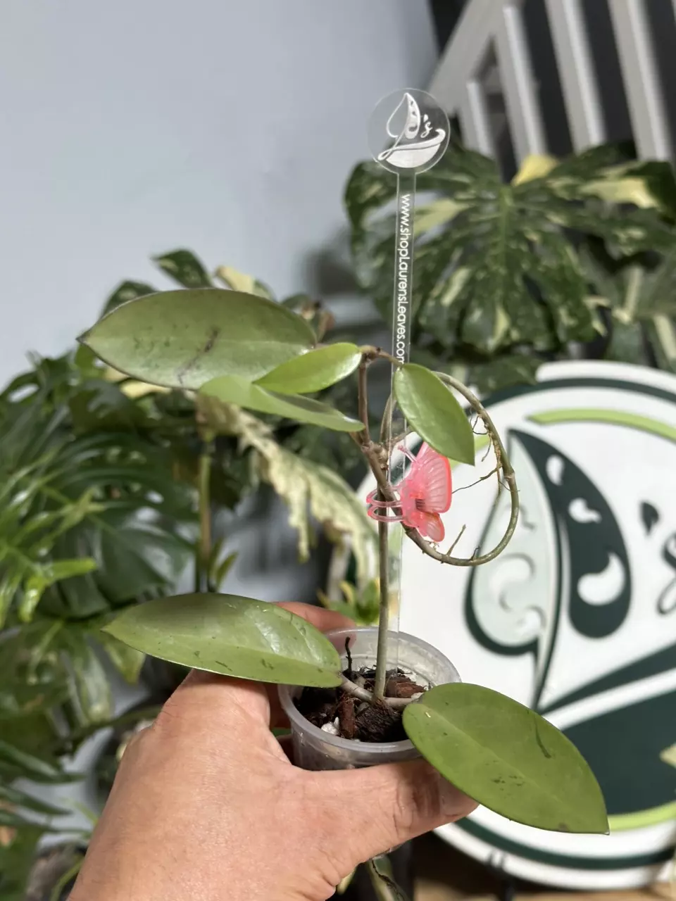 plant/A12 Hoya silver dollar-0