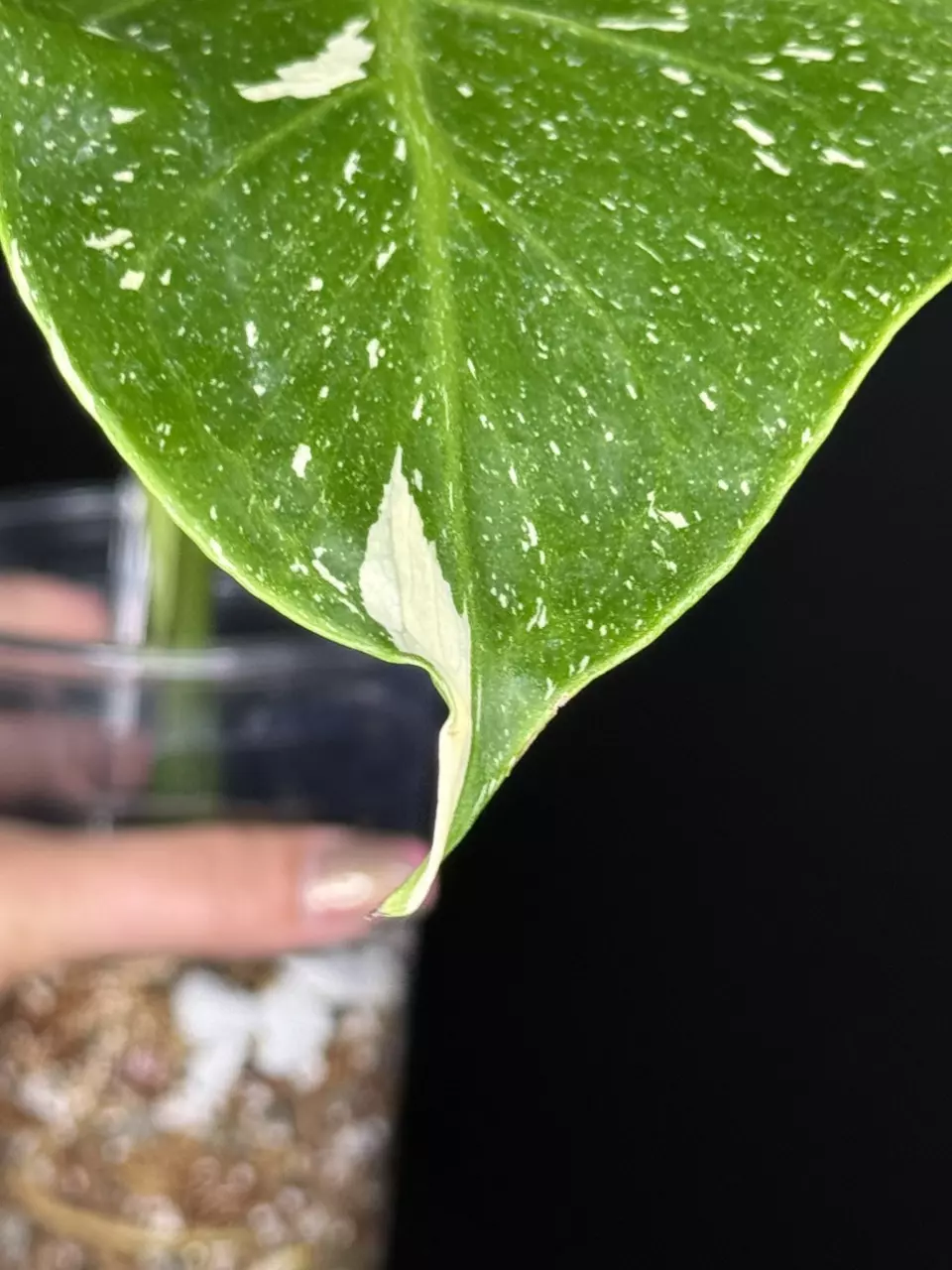 plant/🌿 MONSTERA FISH BONE-1