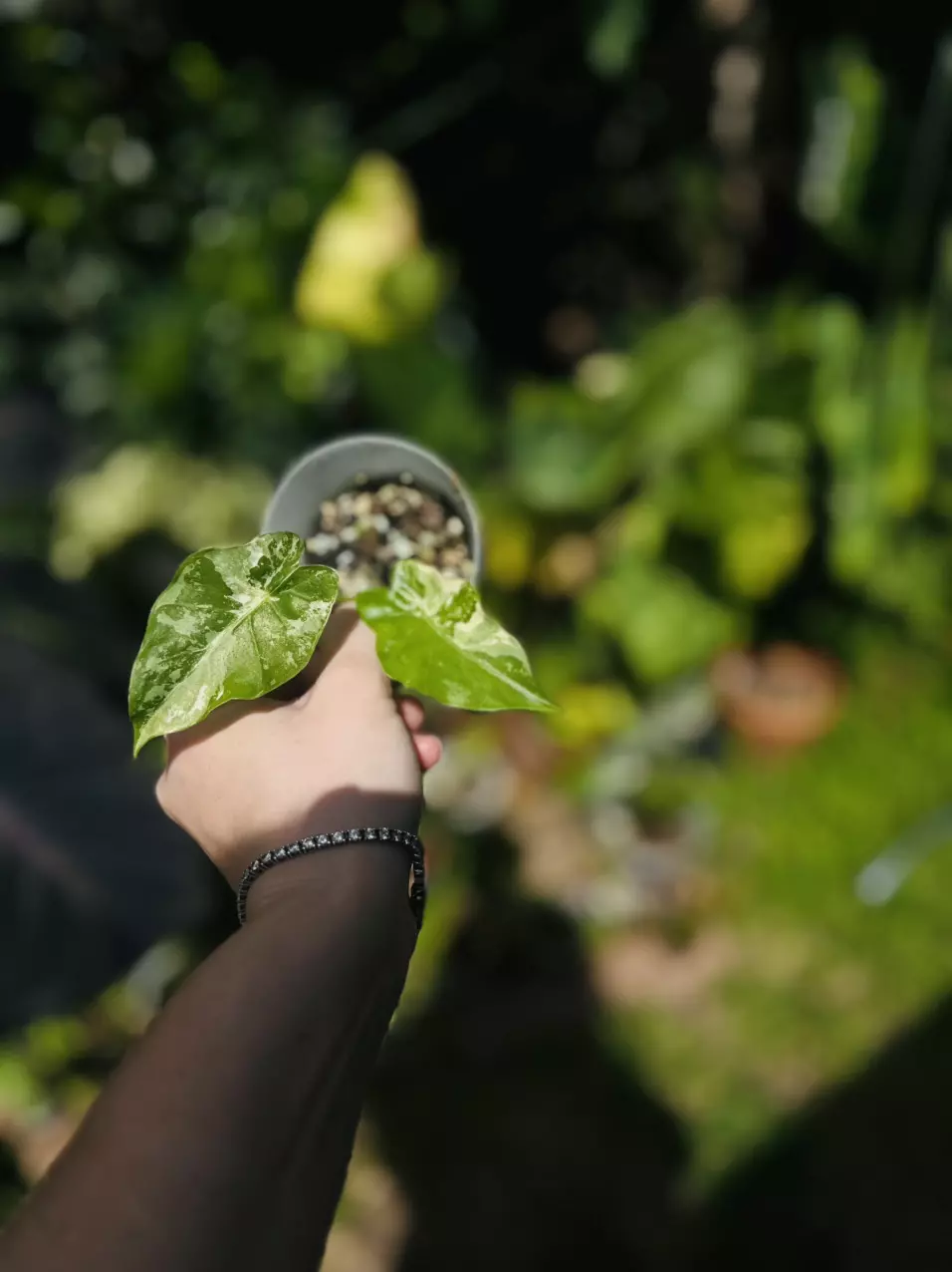 plant/Variegated Alocasia Tyrion-1