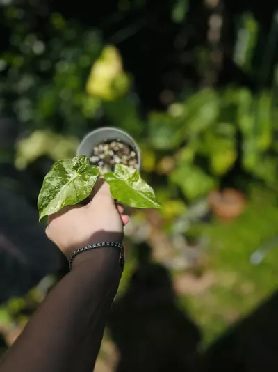 plant/Variegated Alocasia Tyrion-1-thumbnail