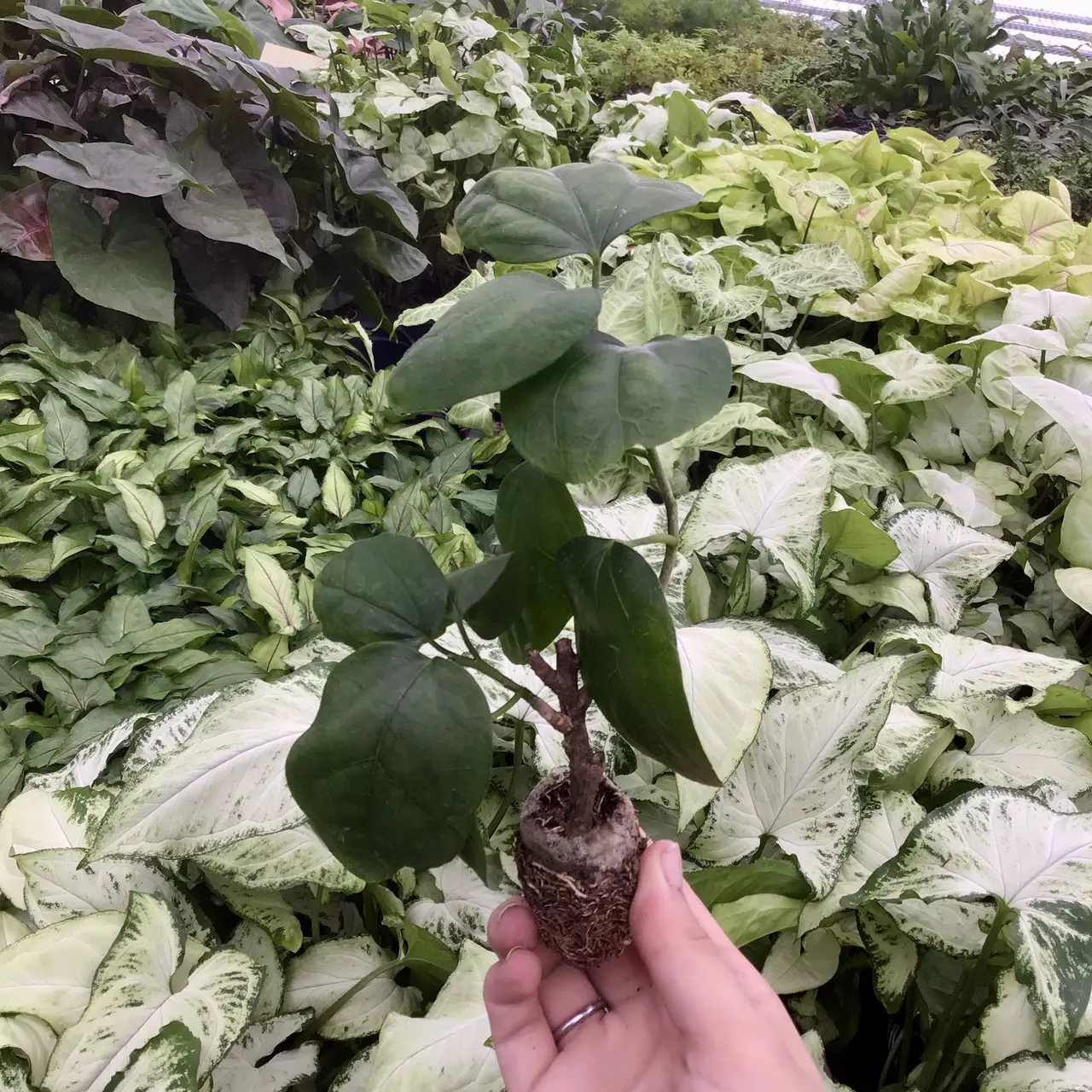 plant/Strawberry Hibiscus starter plant growers choice-0