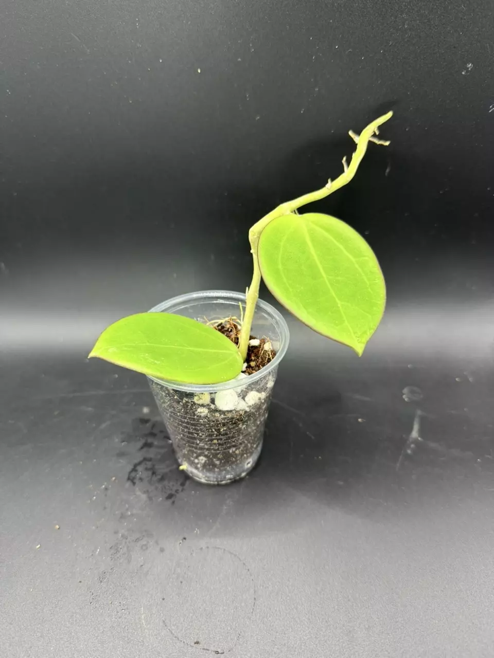 plant/Hoya Parasitica x Pachyclada #488-1