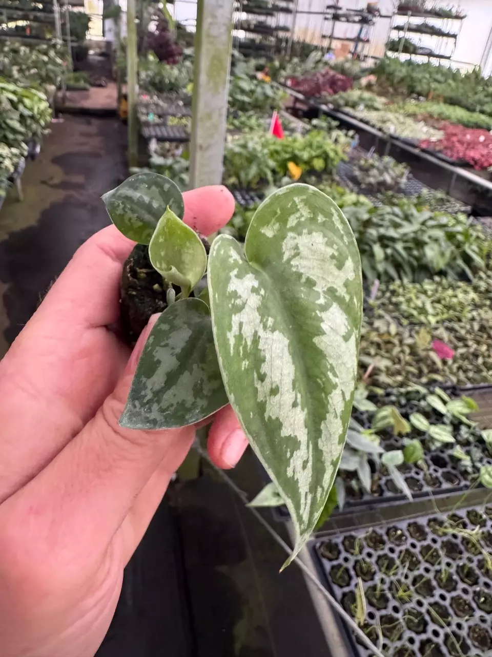 plant/Reverted Scindapsus Mayari (Indonesian Origin) starter plant growers choice-1