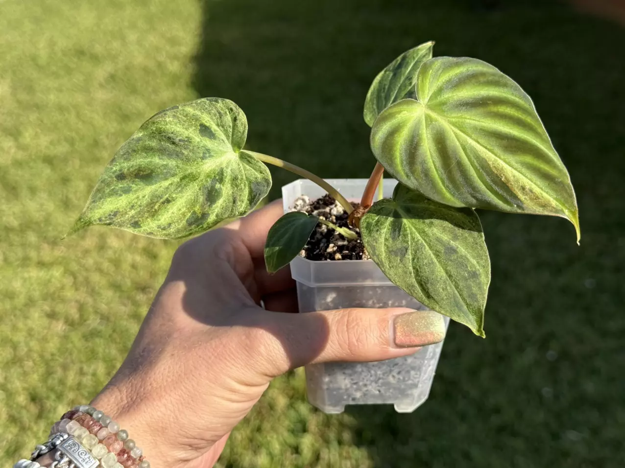 plant/Variegated Philodendron Verrucosum-8