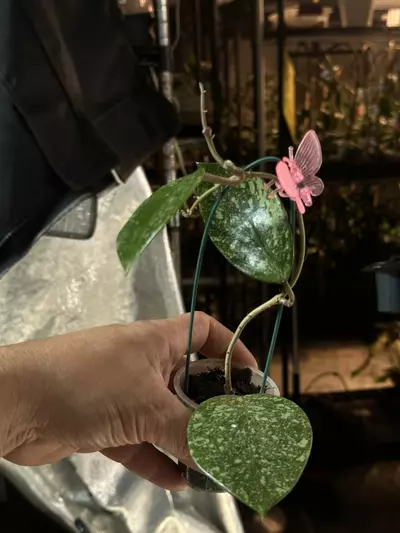 plant/A4 Hoya sweet scent-1-thumbnail