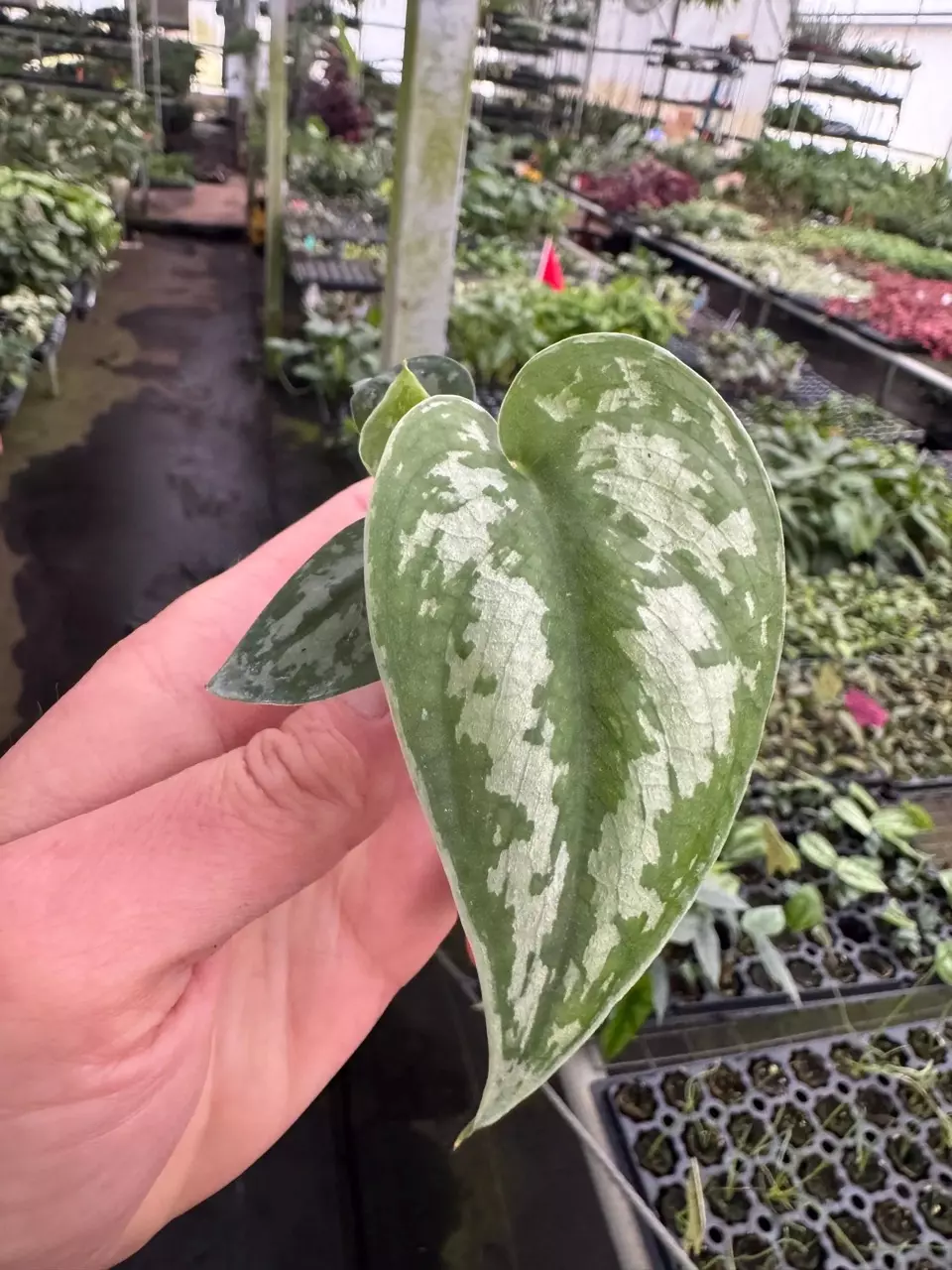 plant/Reverted Scindapsus Mayari (Indonesian Origin) starter plant growers choice-0