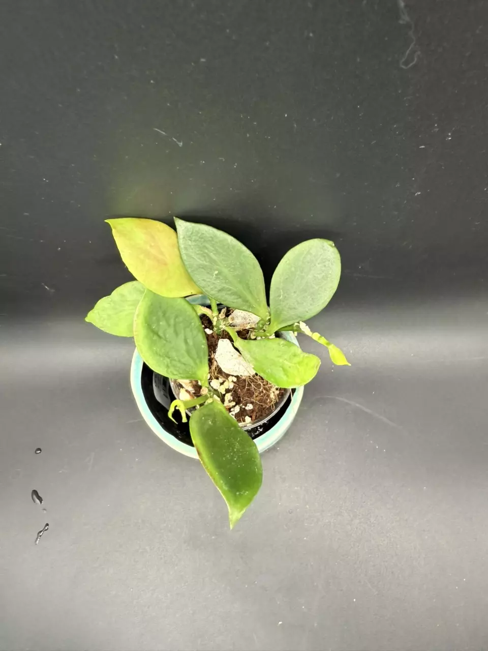 plant/Hoya Pseudo Littoralis aka Anulata #138-1