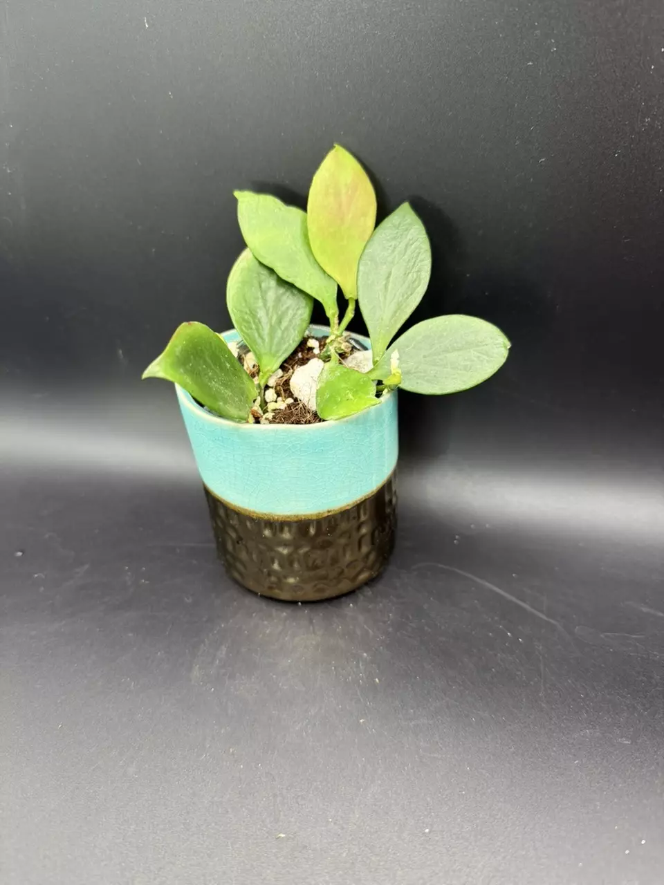 plant/Hoya Pseudo Littoralis aka Anulata #138-0