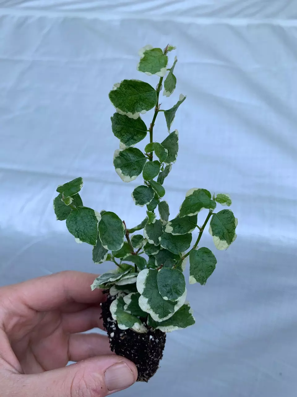 plant/Variegated Ficus Pumila (Variegated Creeping Fig) starter plant growers choice-1