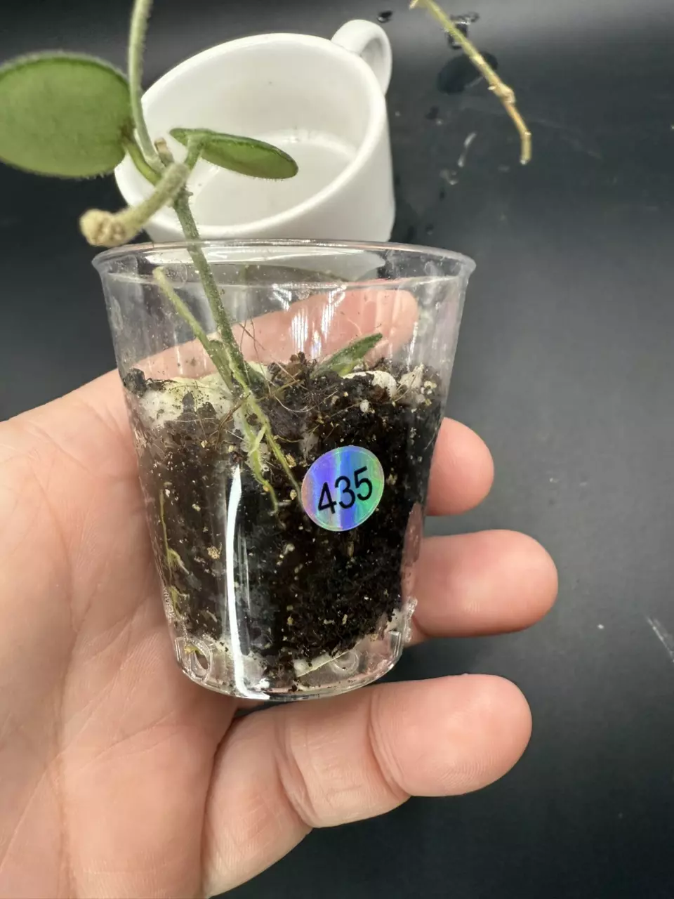 plant/Hoya Serpens w/ peduncles #435-1