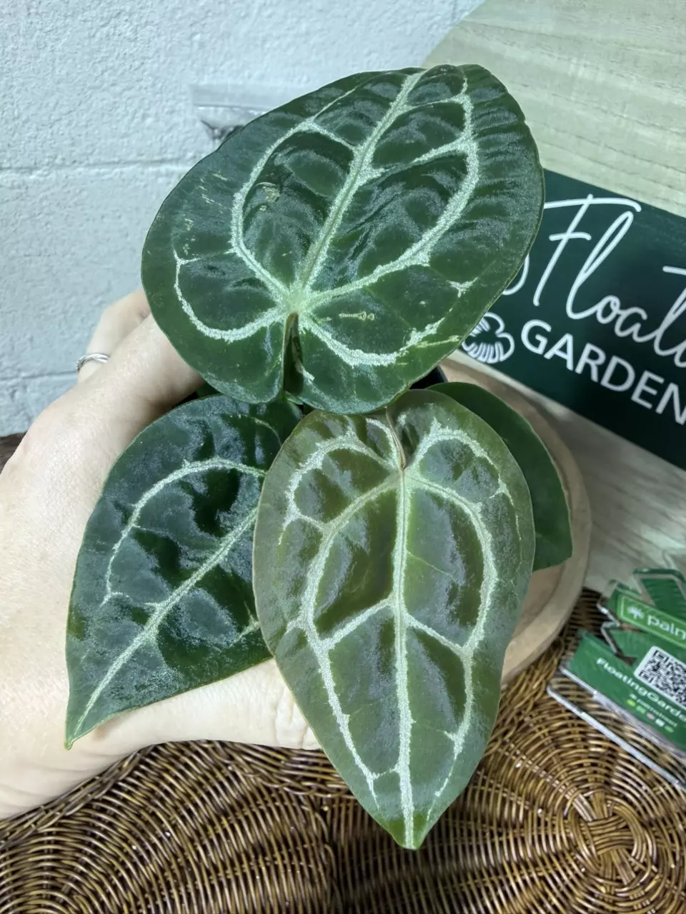 plant/A. Michelle x (Tim Anderson Black x Villenaorum)-1