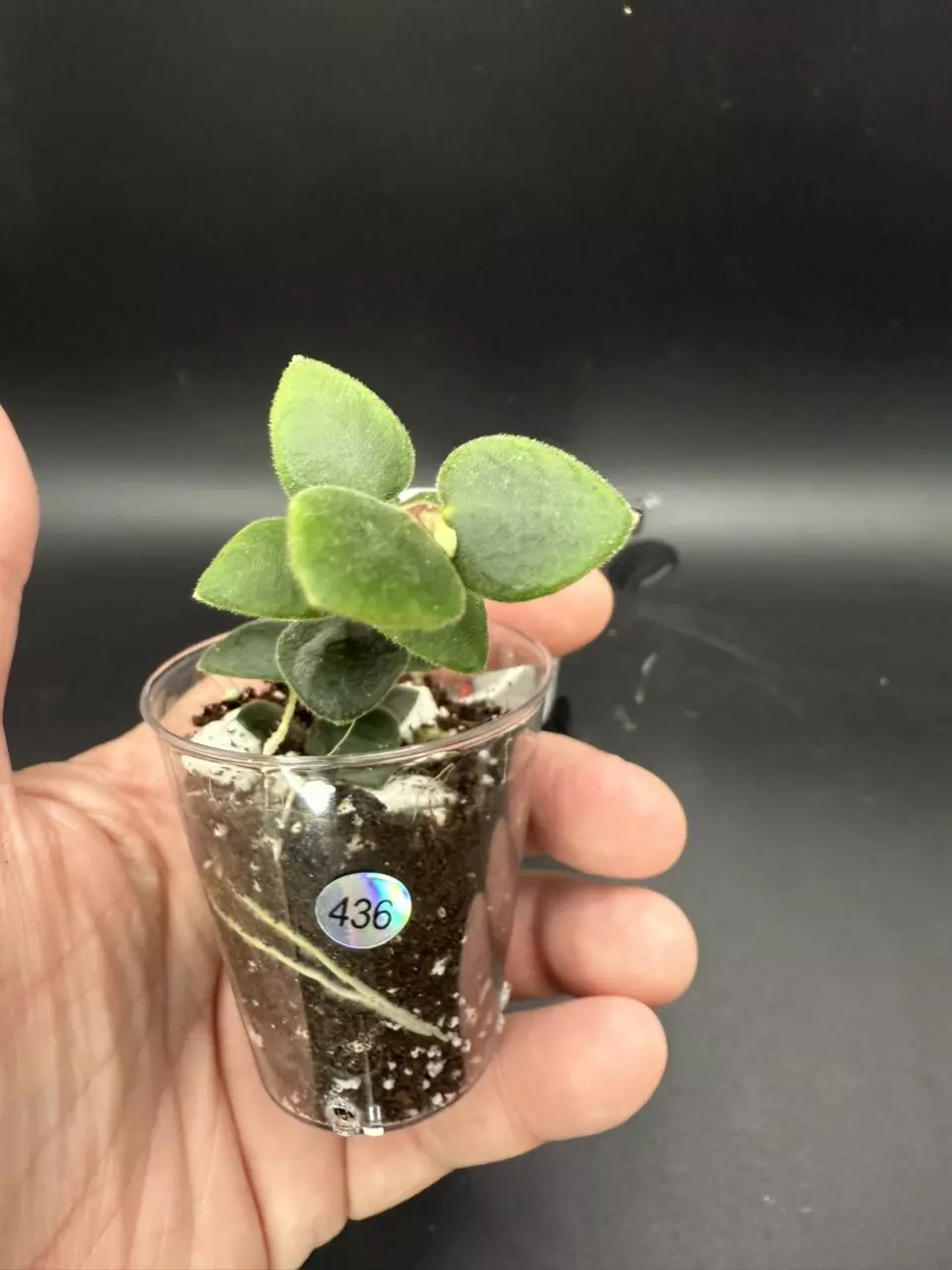 plant/Hoya Chinghungensis #436-2