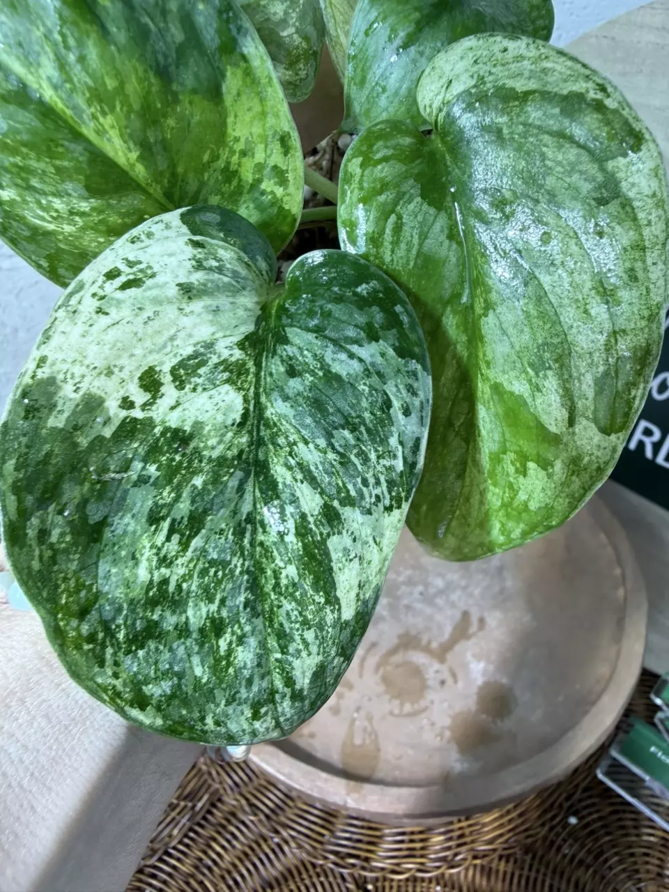 plant/🎉SALE! S. Halimoon #3-1
