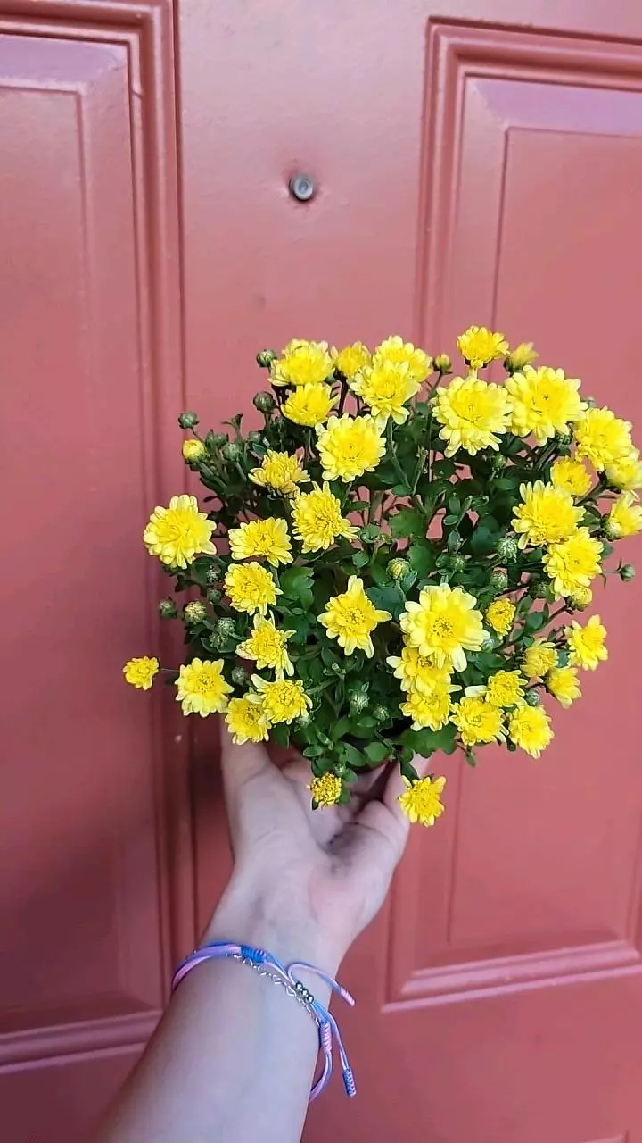 plant/Yellow Chrysanthemum Morifolium "Garden Mum" 3" pot exact plant-0