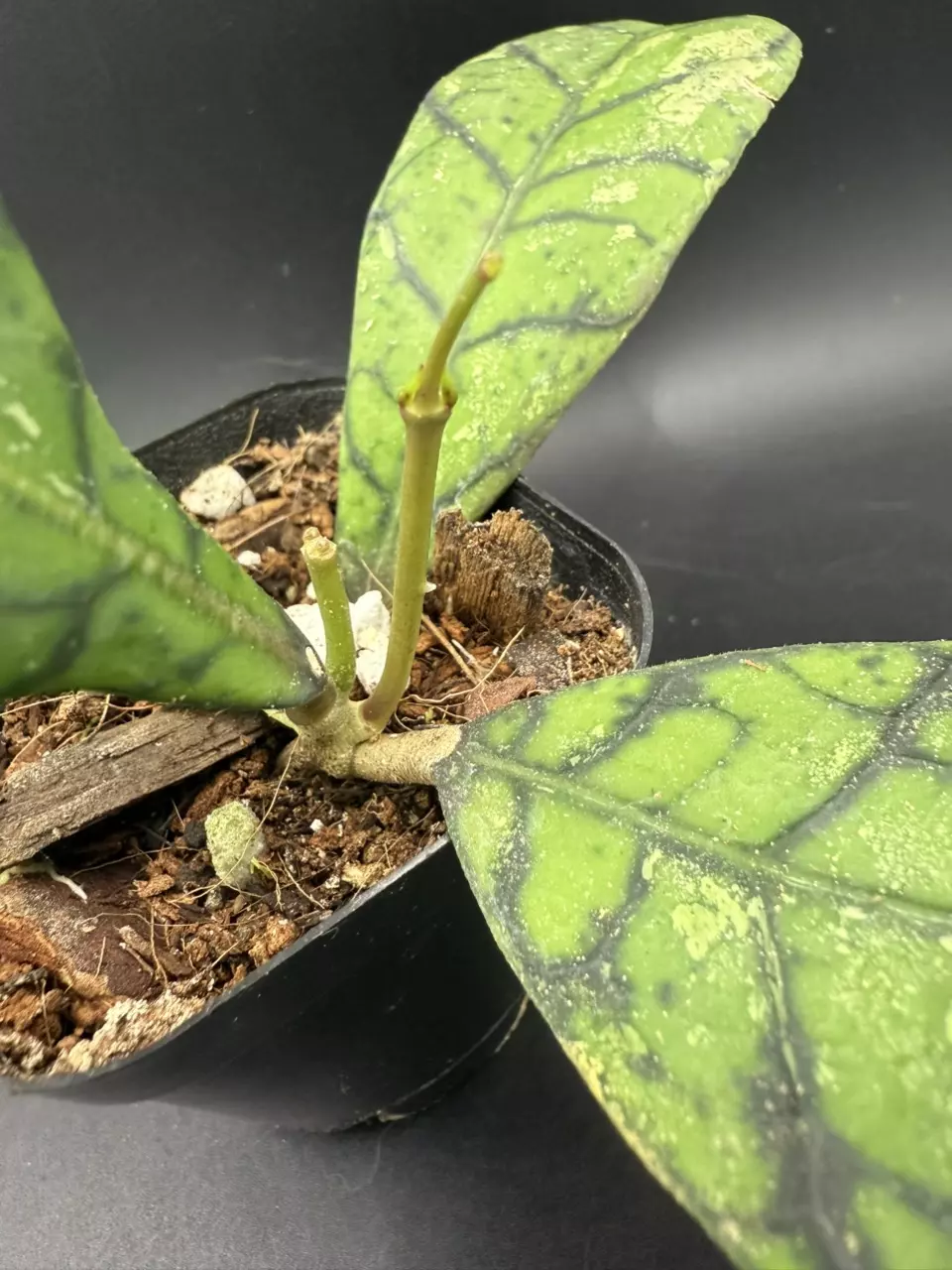 plant/Hoya Black Cat #307-1