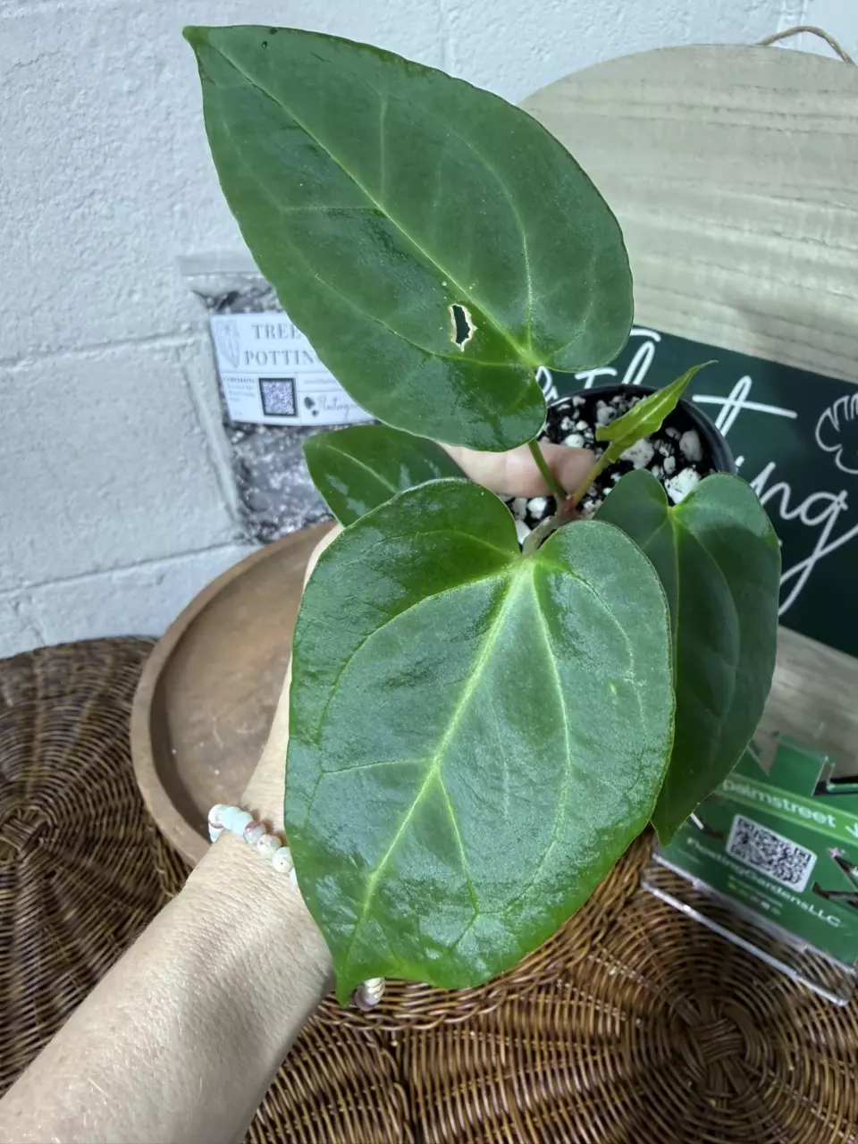 plant/A. Goliath x KD NOID The Dale-1