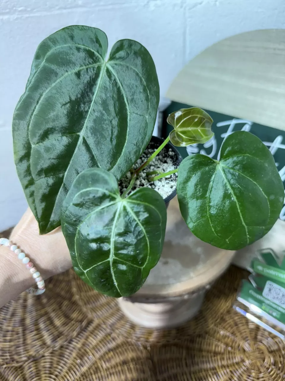 plant/A. KD NOID The Dale x (Crystal x Forgettii)-0