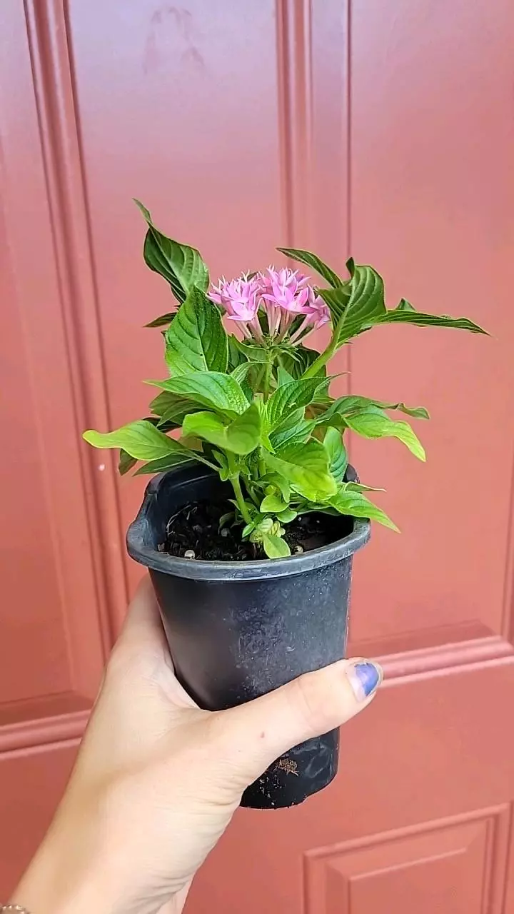 plant/Pink Pentas Ianceolata "Egyptian Starflower" 3" exact pot-1