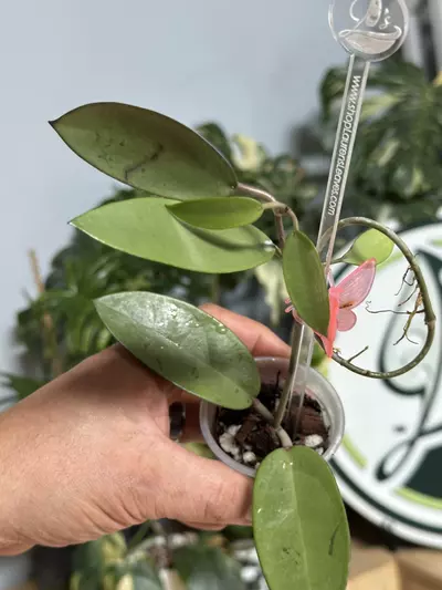 plant/A12 Hoya silver dollar-1-thumbnail