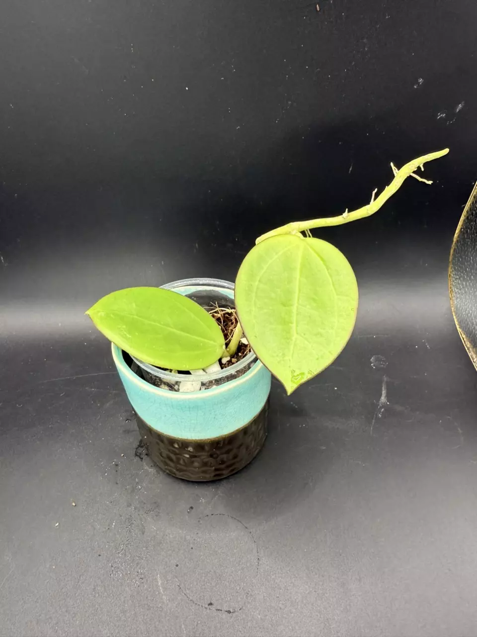 plant/Hoya Parasitica x Pachyclada #488-0