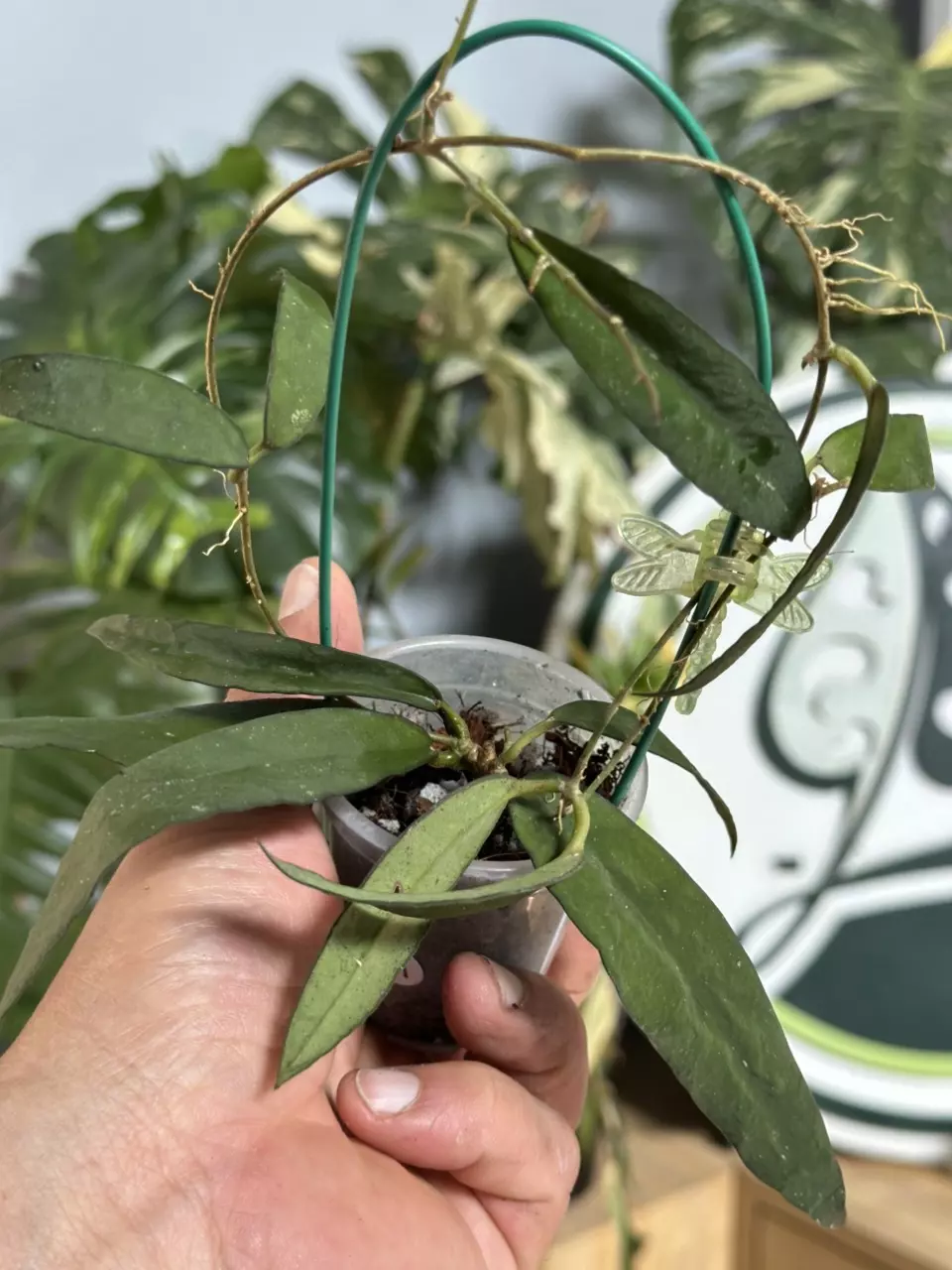 plant/A11 Hoya scortechinii white-0