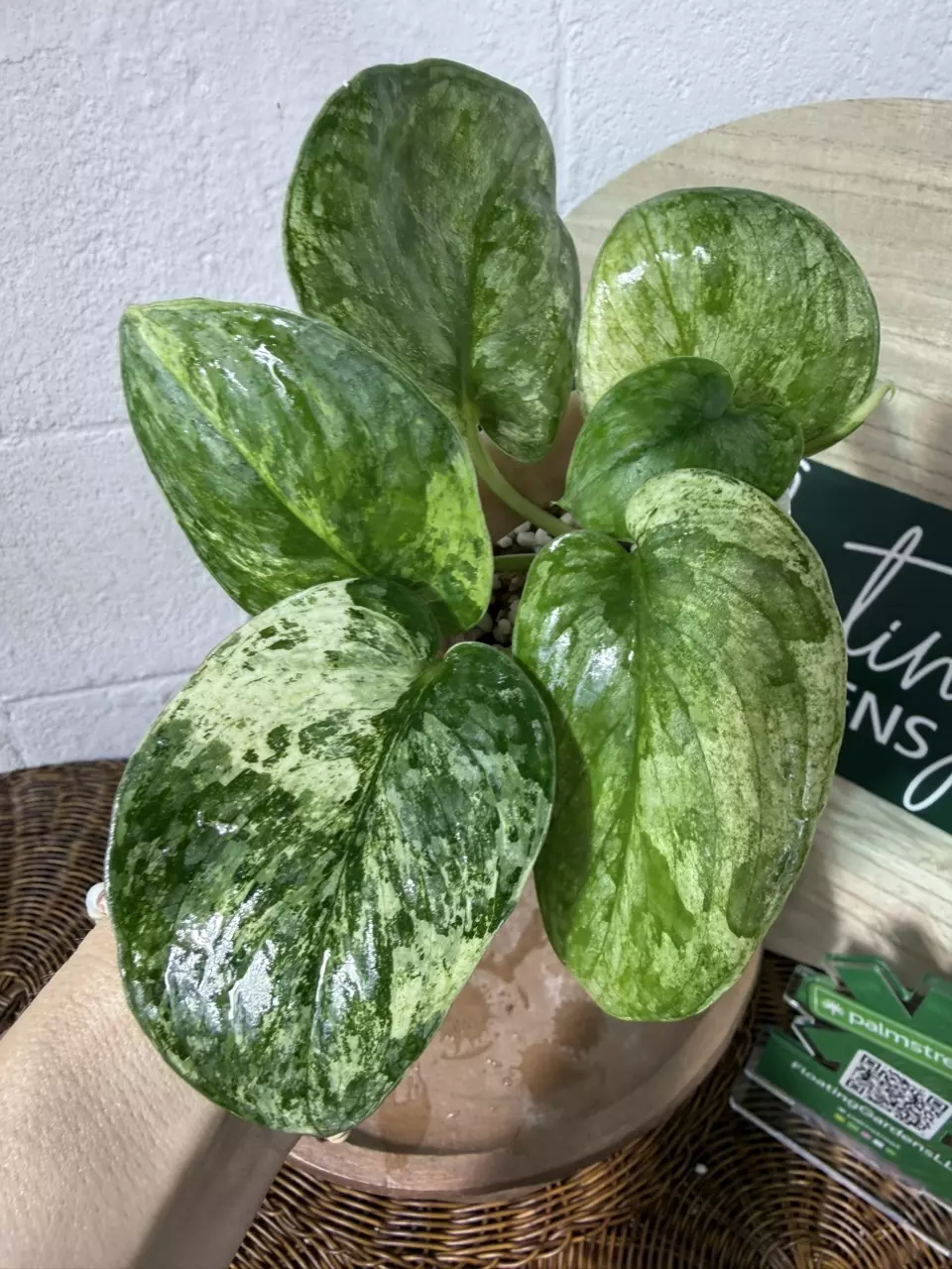plant/🎉SALE! S. Halimoon #3-0
