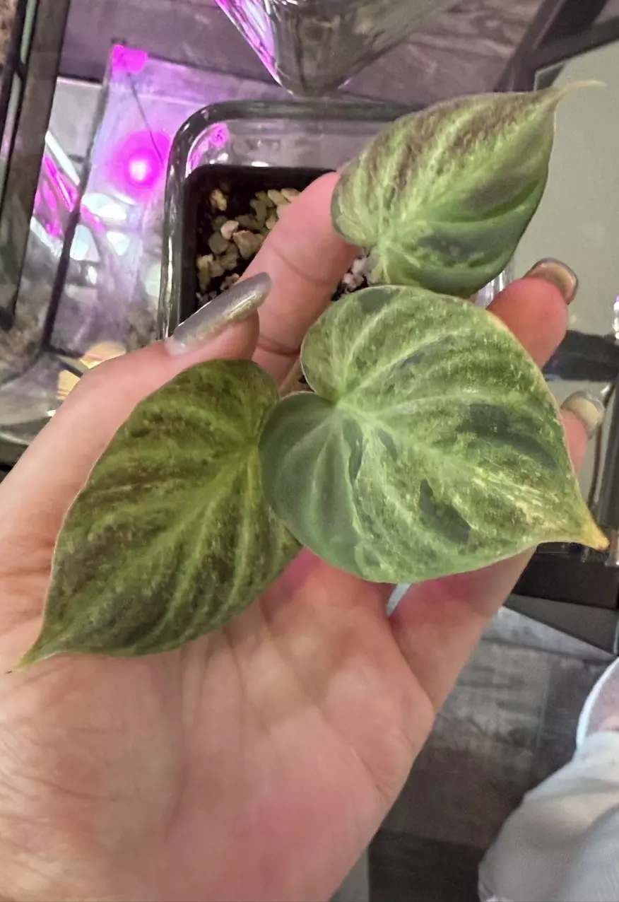 plant/Variegated Philodendron Verrucosum-0