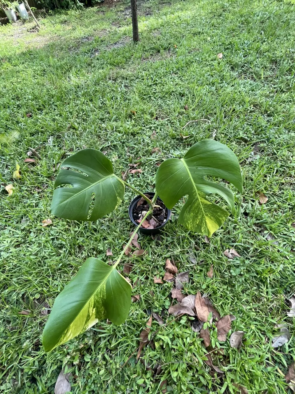 plant/Monstera aurea SF-0