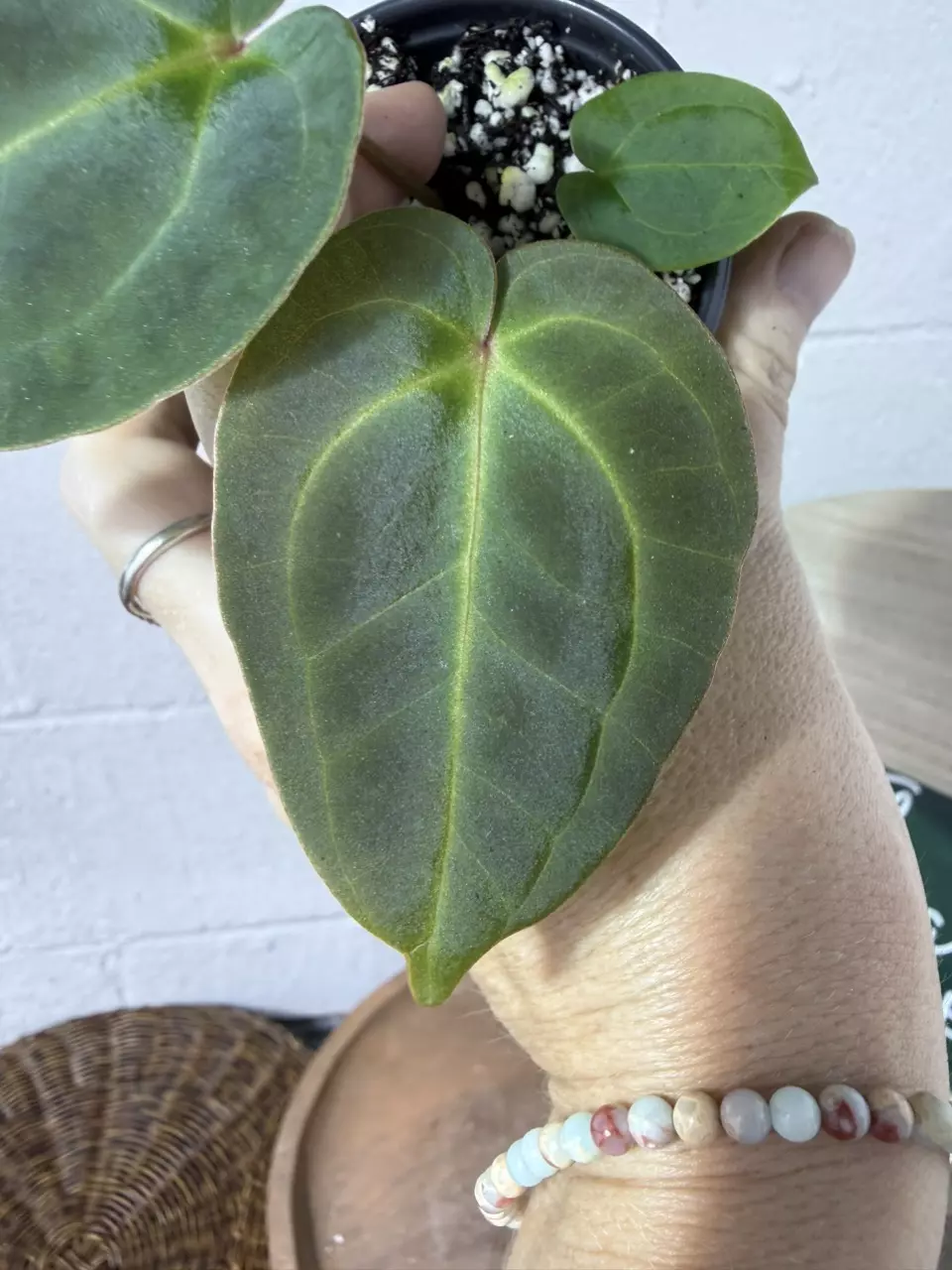 plant/A. Mag Verde x Rainbow Bess-1
