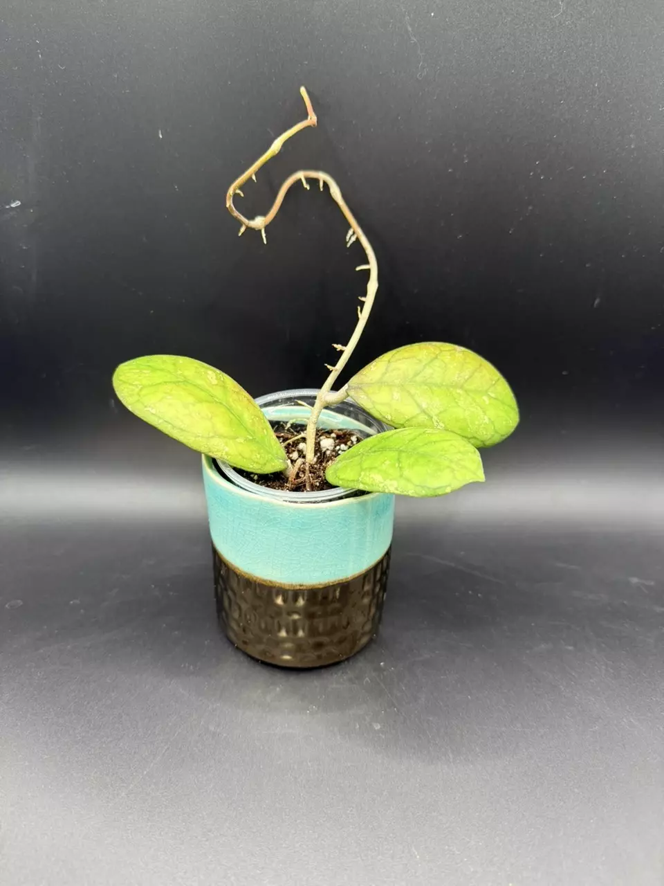 plant/Hoya Larissa #429-0