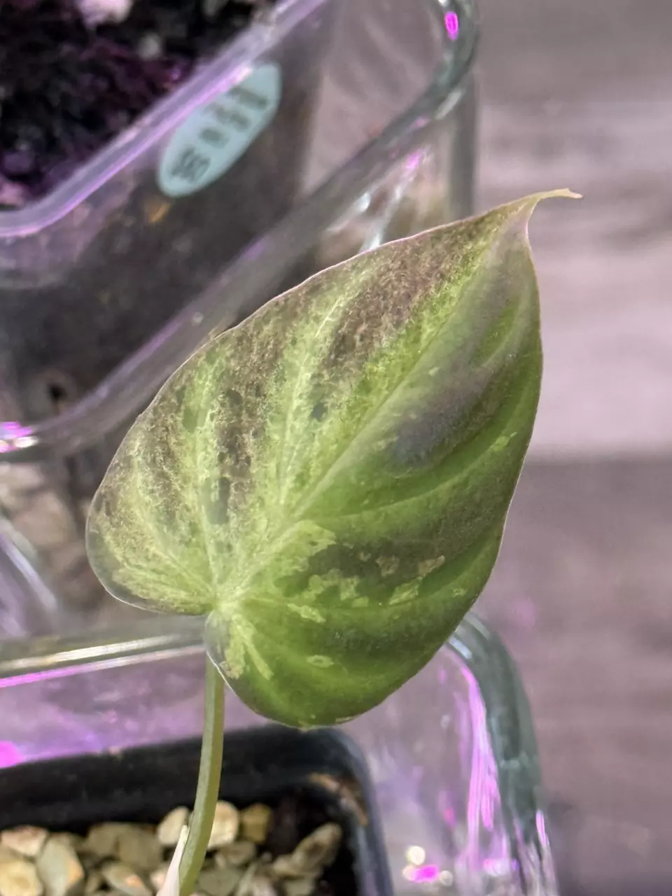 plant/Variegated Philodendron Verrucosum-1