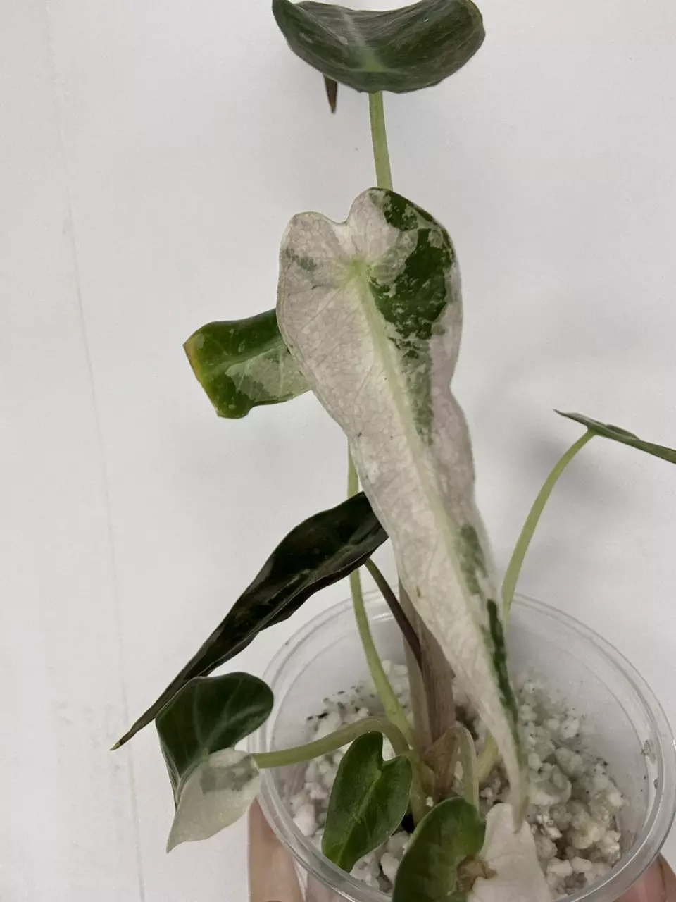 plant/Pink Bambino Alocasia-0