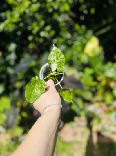 plant/Variegated Alocasia Tyrion-2-thumbnail