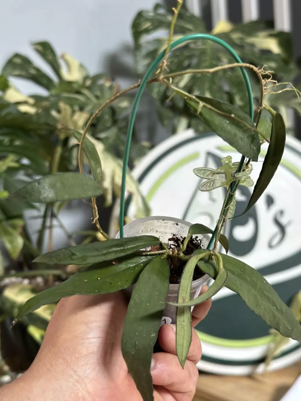 plant/A11 Hoya scortechinii white-1