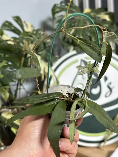 plant/A11 Hoya scortechinii white-1-thumbnail