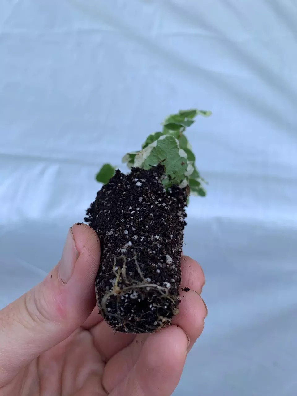 plant/Variegated Ficus Pumila (Variegated Creeping Fig) starter plant growers choice-4